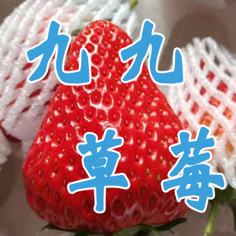 丹東東港九九草莓